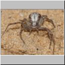 Philodromus cf cespitum - Laufspinne w01b.jpg